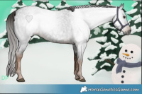 Horse Color:Gray White Spotted Liver Red Roan