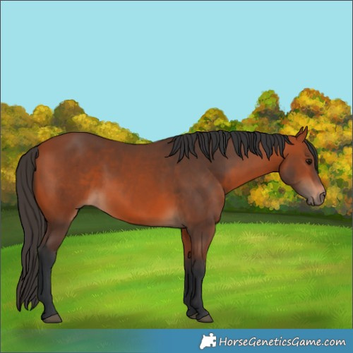 Horse Color:Unknown 