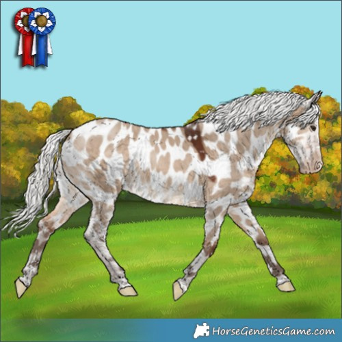 Horse Color:Silver Brown Dun Appaloosa 