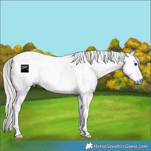 Horse Color:Gray Silver Brown Sabino Tobiano Appaloosa Rabicano 