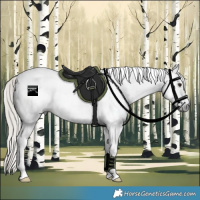 Horse Color:Gray Silver Brown Sabino Tobiano Appaloosa Rabicano 
