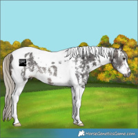 Horse Color:Gray Silver Brown Sabino Tobiano Appaloosa Rabicano