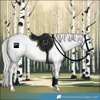 Horse Color:Gray Silver Brown Sabino Tobiano Appaloosa Rabicano 