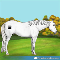 Horse Color:Gray Silver Brown Sabino Tobiano Appaloosa Rabicano