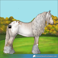 Horse Color:Gray Palomino Appaloosa Rabicano 