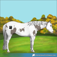 Horse Color:White Spotted Grullo Splash Tobiano 