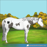 Horse Color:White Spotted Grullo Splash Tobiano 