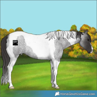 Horse Color:Smoky Blue Roan Tobiano Rabicano