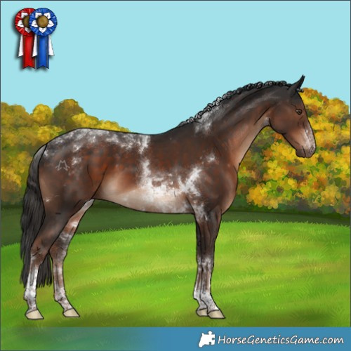 Horse Color:Liver Chestnut Tobiano Rabicano 