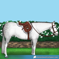 Horse Color:Gray White Spotted Bay 