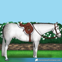 Horse Color:Gray White Spotted Bay 