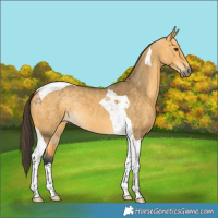 Horse Color:Buckskin Dun Tobiano 