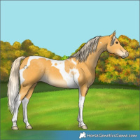 Horse Color:Palomino Tobiano 