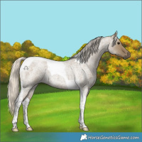 Horse Color:Silver Smoky Grullo Roan Tobiano 