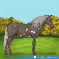 Horse Color:White Spotted Silver Black 
