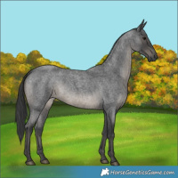 Horse Color:Blue Roan 