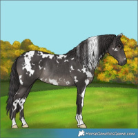 Horse Color:White Spotted Smoky Black Rabicano 