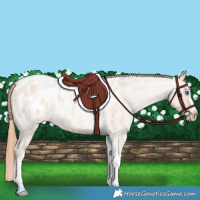 Horse Color:Gold Champagne Roan Dun Splash Tobiano Frame Appaloosa Rabicano 