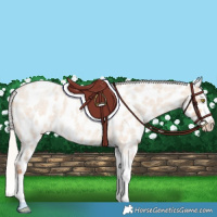 Horse Color:Silver Classic Champagne Roan Dun Splash Tobiano Frame Near Leopard Rabicano 