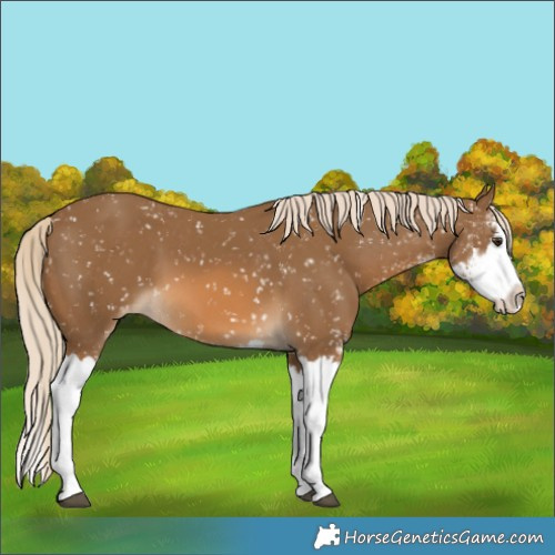 Horse Color:Chocolate Palomino Sabino Splash Appaloosa