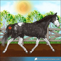 Horse Color:Liver Chestnut Sabino Splash Appaloosa 