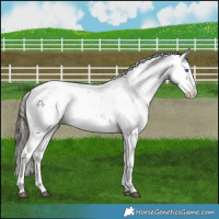 Horse Color:Liver Chestnut Sabino Splash Appaloosa 