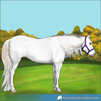Horse Color:Gray Palomino Splash Tobiano Appaloosa 