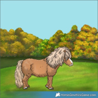 Horse Color:Chestnut Splash
