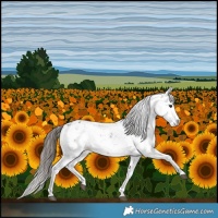 Horse Color:Liver Chestnut Sabino Splash Snowflake Varnish