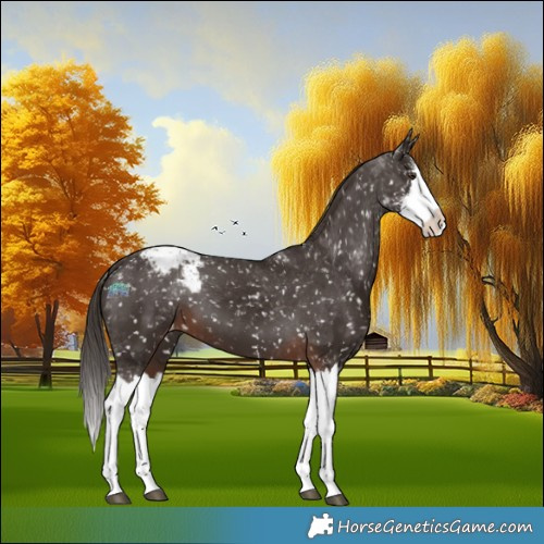 Horse Color:Liver Chestnut Sabino Splash Appaloosa
