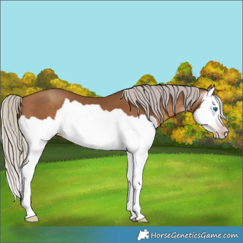 Horse Color:Gray Silver Sable Champagne Splash 