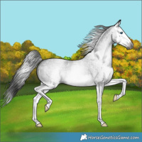 Horse Color:Gray Blue Roan Splash 