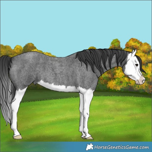 Horse Color:Blue Roan Splash 