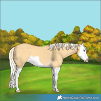 Horse Color:Gold Cream Champagne Dun Splash 