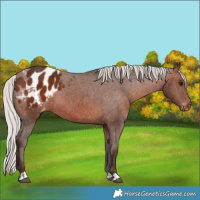 Horse Color:Silver Brown Appaloosa 