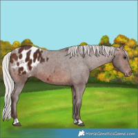 Horse Color:Silver Brown Appaloosa 