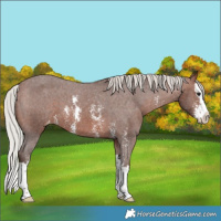 Horse Color:Silver Brown Sabino Splash Appaloosa 