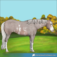 Horse Color:Silver Brown Sabino Splash Appaloosa 