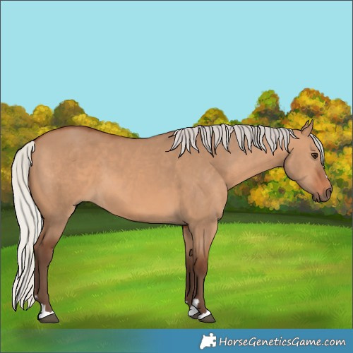 Horse Color:Silver Brown Dun 