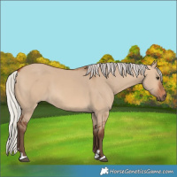 Horse Color:Silver Brown Dun 
