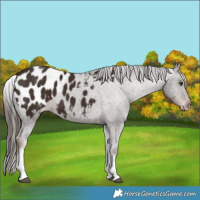 Horse Color:White Spotted Liver Chestnut Tobiano Appaloosa 