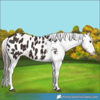 Horse Color:White Spotted Liver Chestnut Tobiano Appaloosa 