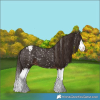 Horse Color:Liver Chestnut Sabino Splash Appaloosa 
