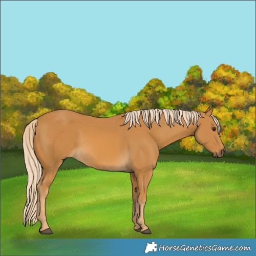 Horse Color:Palomino 