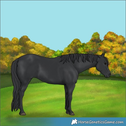 Horse Color:Black 