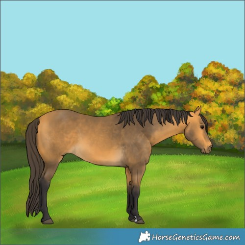 Horse Color:Buckskin 