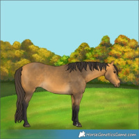 Horse Color:Buckskin 