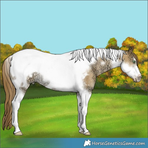 Horse Color:Sable Cream Champagne Ice Dun Tobiano Frame Appaloosa Rabicano