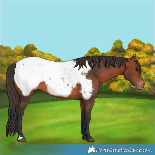 Horse Color:Bay Appaloosa 
