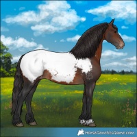 Horse Color:Brown Appaloosa 